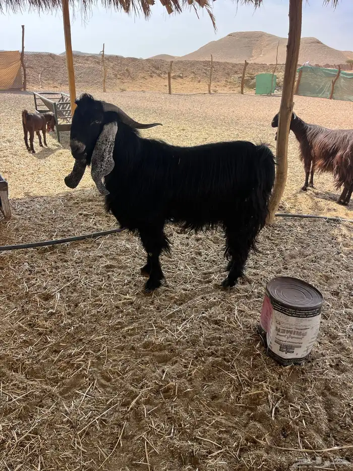 تيس فحل عارضي رباع 1