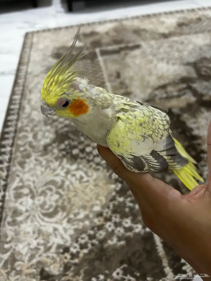 زوج كروان الانثى فراشه زي ماتشوفون و ذكر اليفه 2