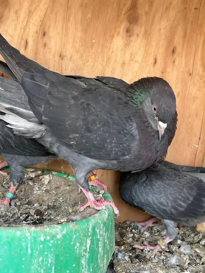 جوز قطايف بفروخه معاريف 3