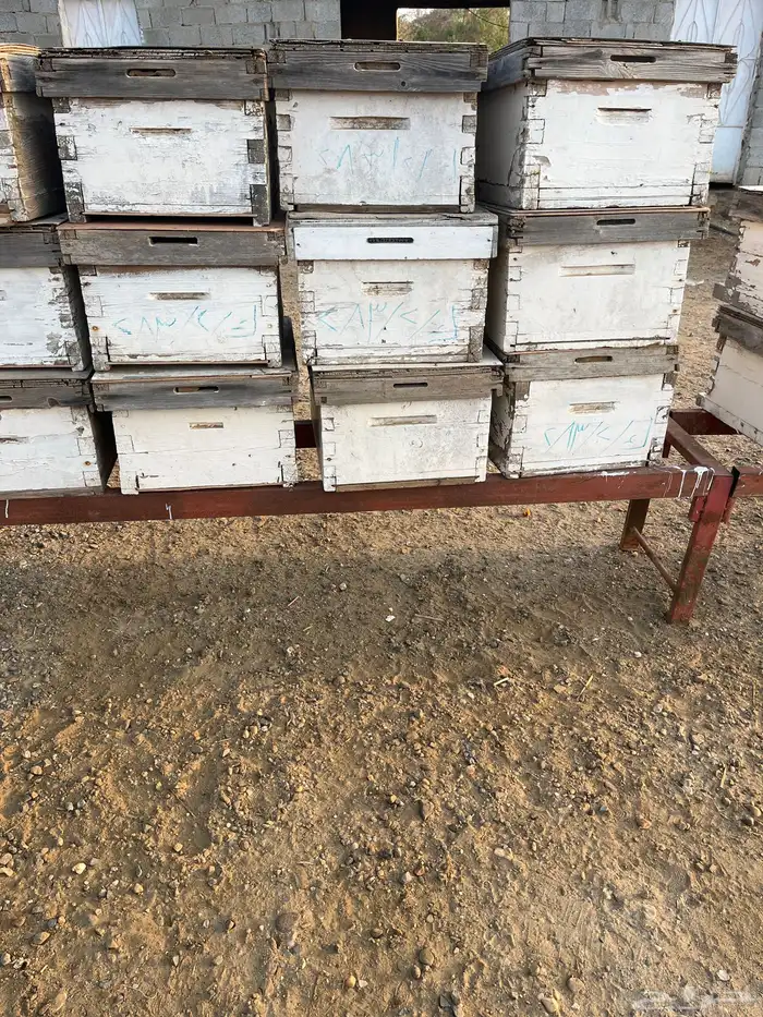 خلايا نحل افرنجي 7