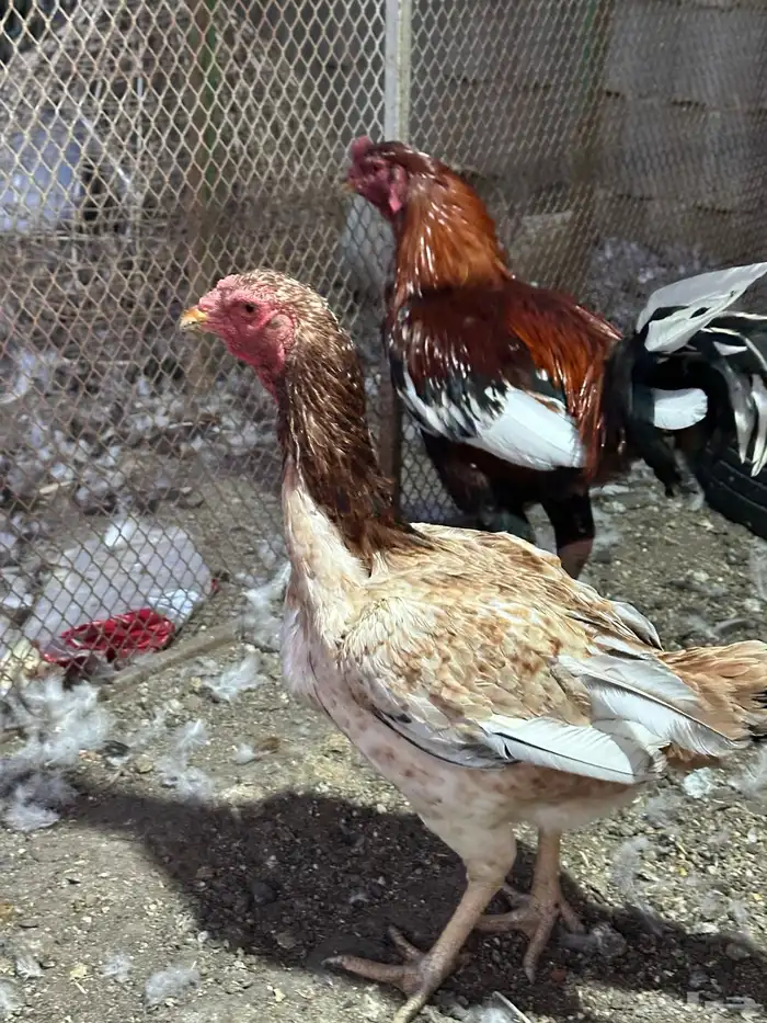 دجاج باكستاني 5