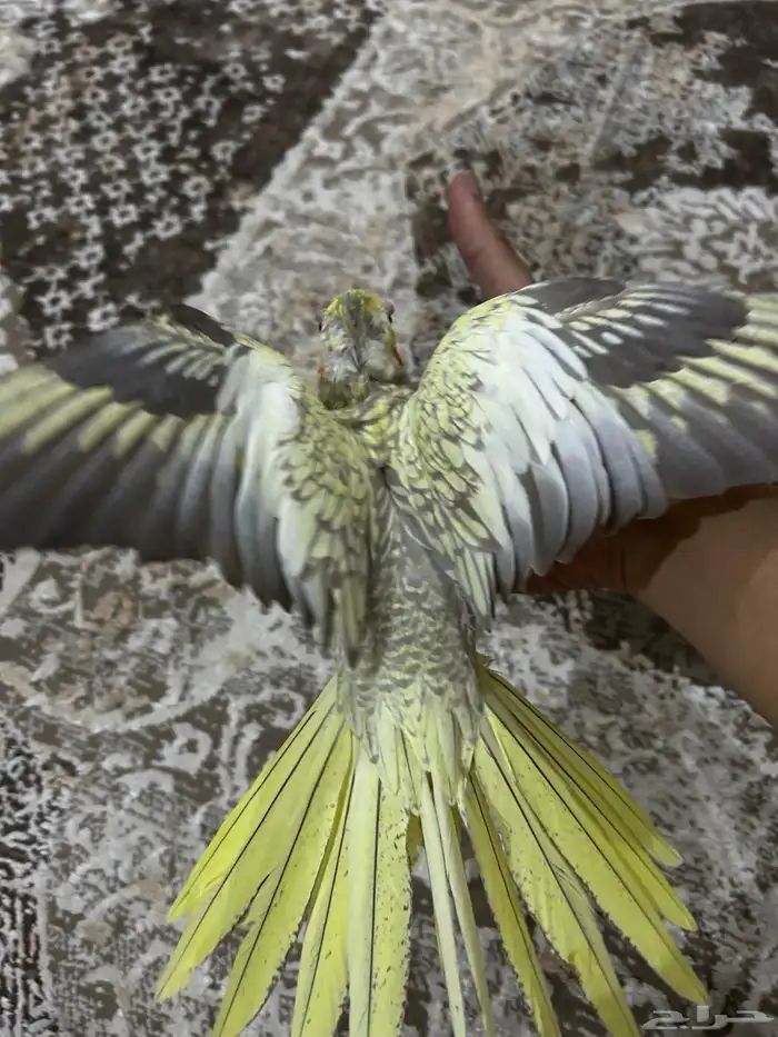 زوج كروان الانثى فراشه زي ماتشوفون و ذكر اليفه 5