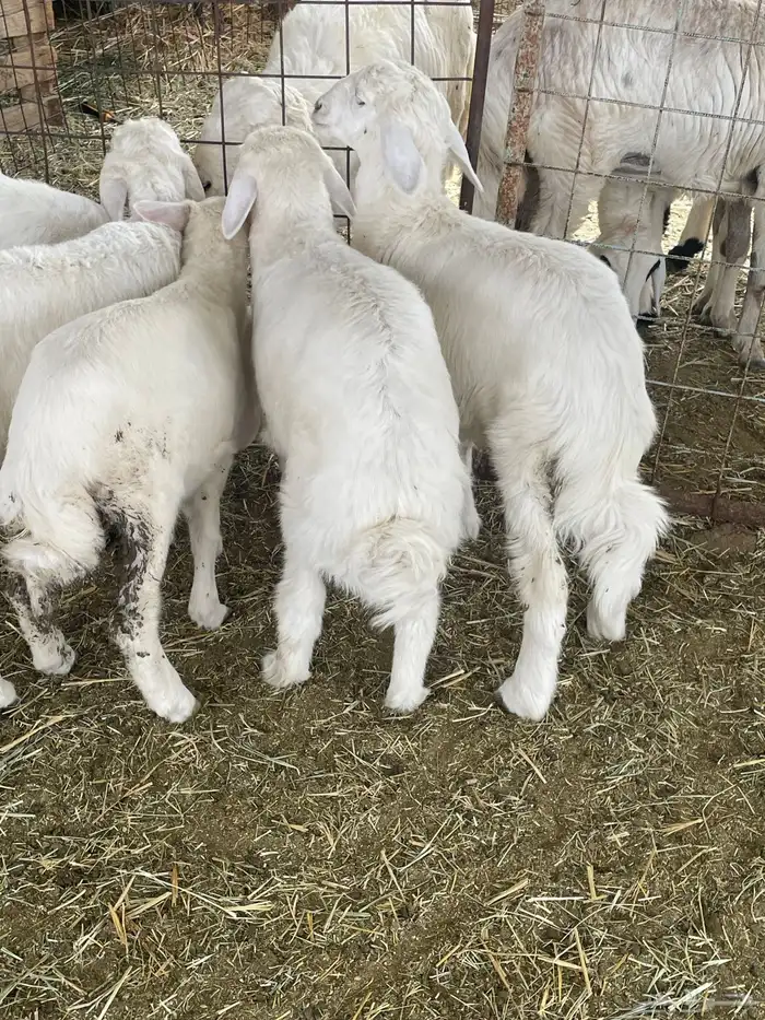 بهم حري بهم دواغير 13