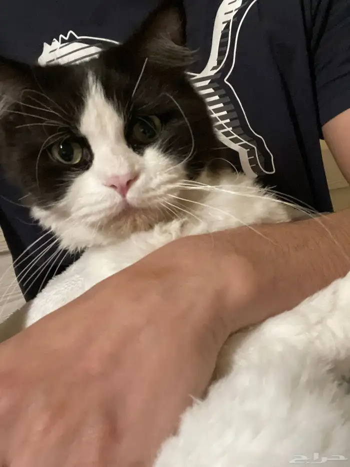 قط ذكر معقم ( للتبني ) 7