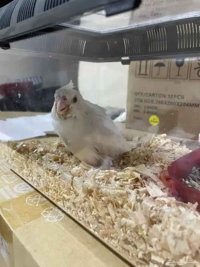 طائر كروان 0