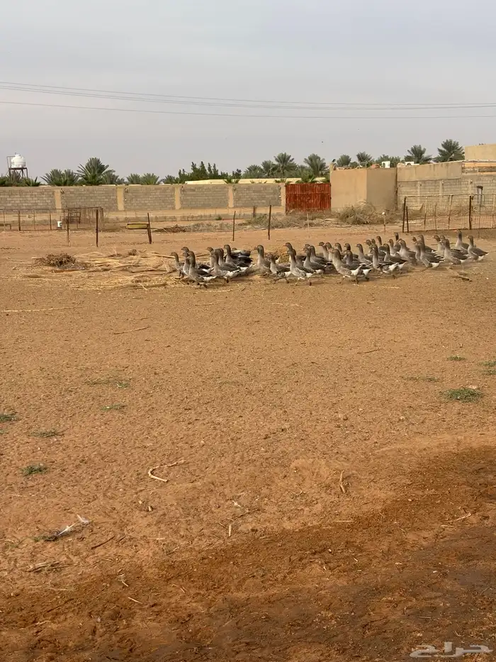 وز العدد حول 50 و أرانب العدد حول 12 صحتهم جيدا جدا 1