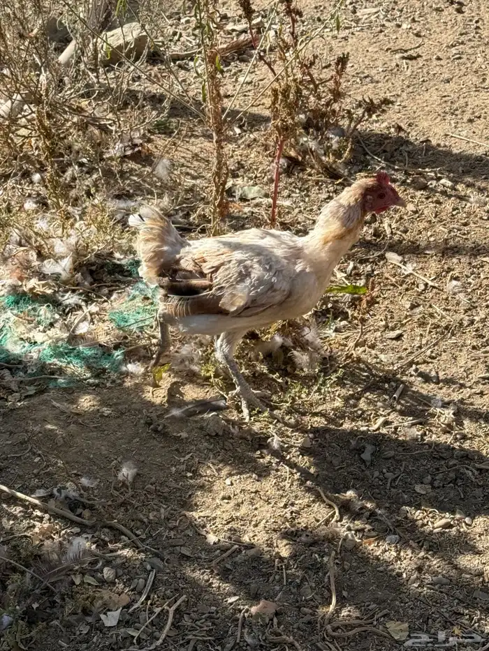 دجاج بلدي 5