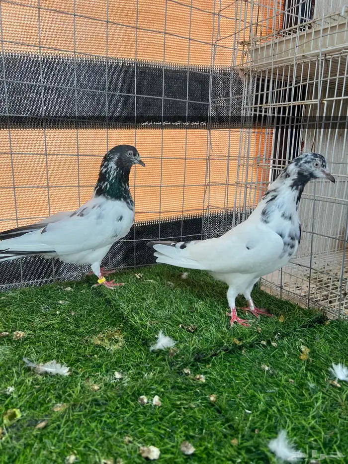 حمام باكستاني مستوى توب 2