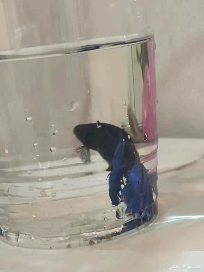 اسماك الفايتر 2