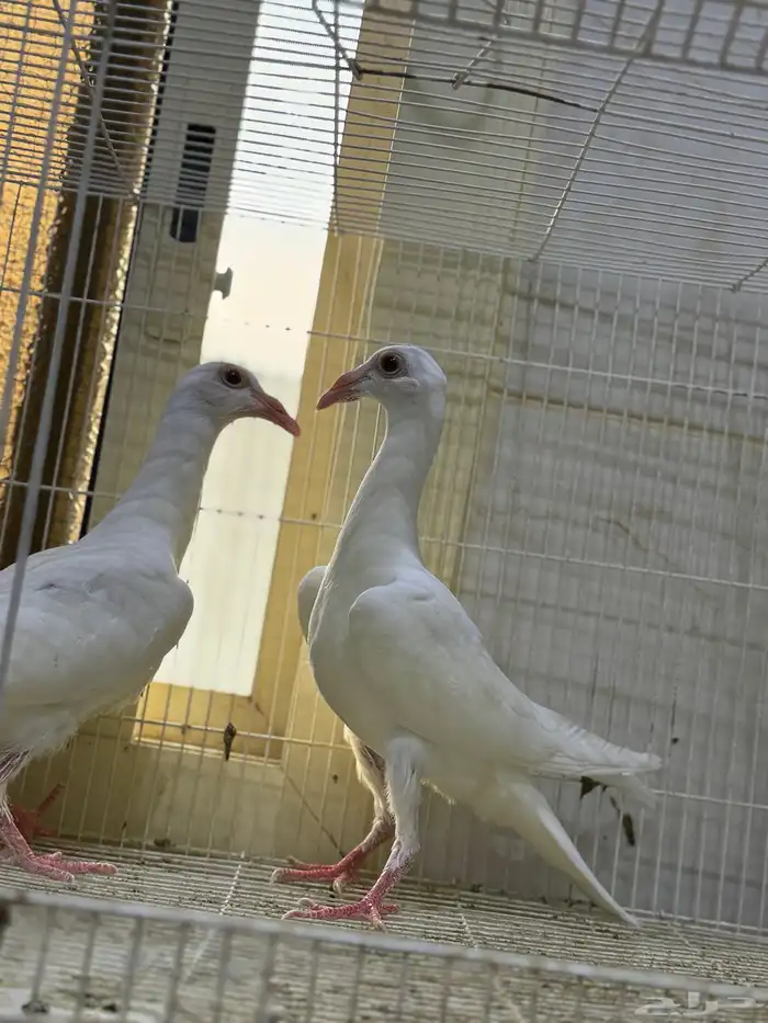 طبات كارير ابيض 8