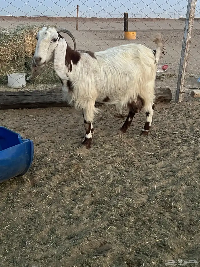 عنز متبع بجفرتين 6