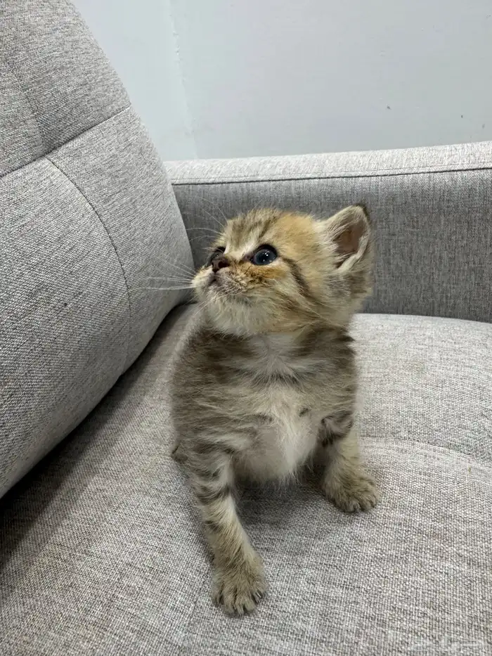 قط صغير ( كيتن ) هملايا و بيرشن بيكي فيس 8