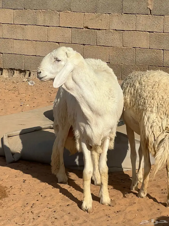 حريات صنف الصنف مراح متعوب عليه 28