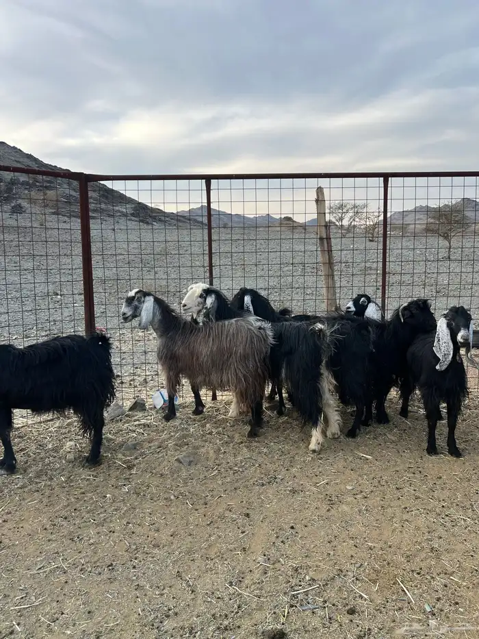 غنم وجفار مراح مضاريع ودفيع 1