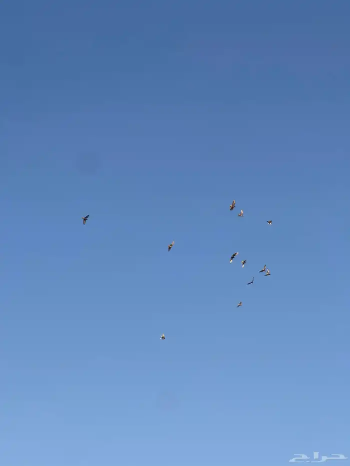 طبات مميزه معاريف 1