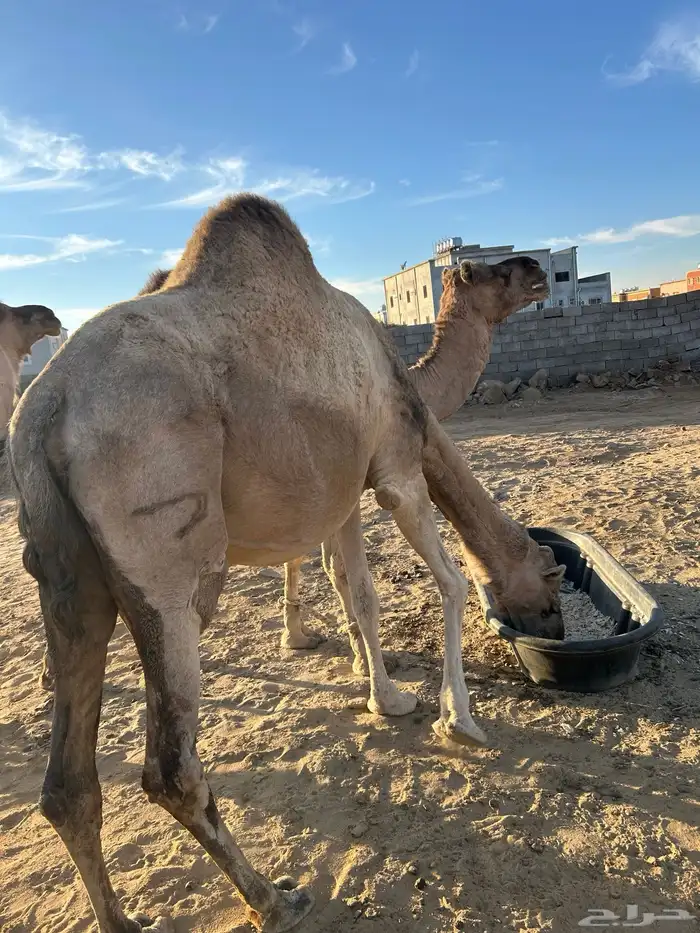 للبيع 10 من الابل 3