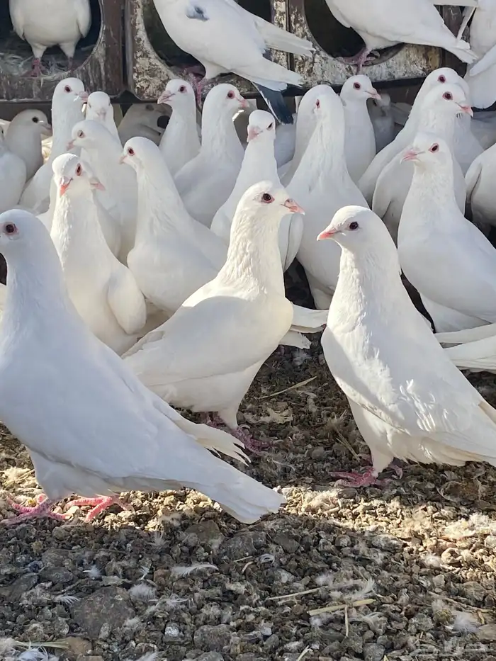 حمام فرنسي سوبر جانبو ملكي فاخر 19