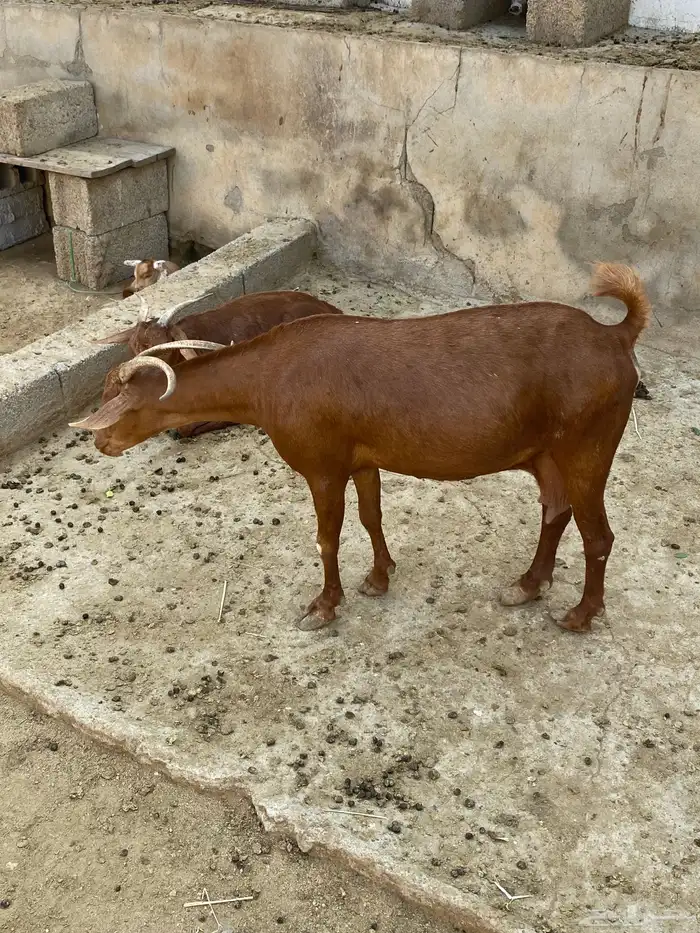 ماعز غنم مراح 1