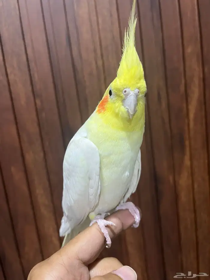 ذكر كروان اليف 0