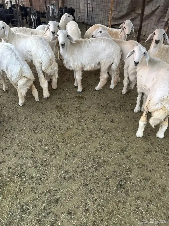 طليان ورخال للبيع 7