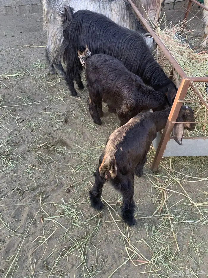 عنزين يتبعها 3 0