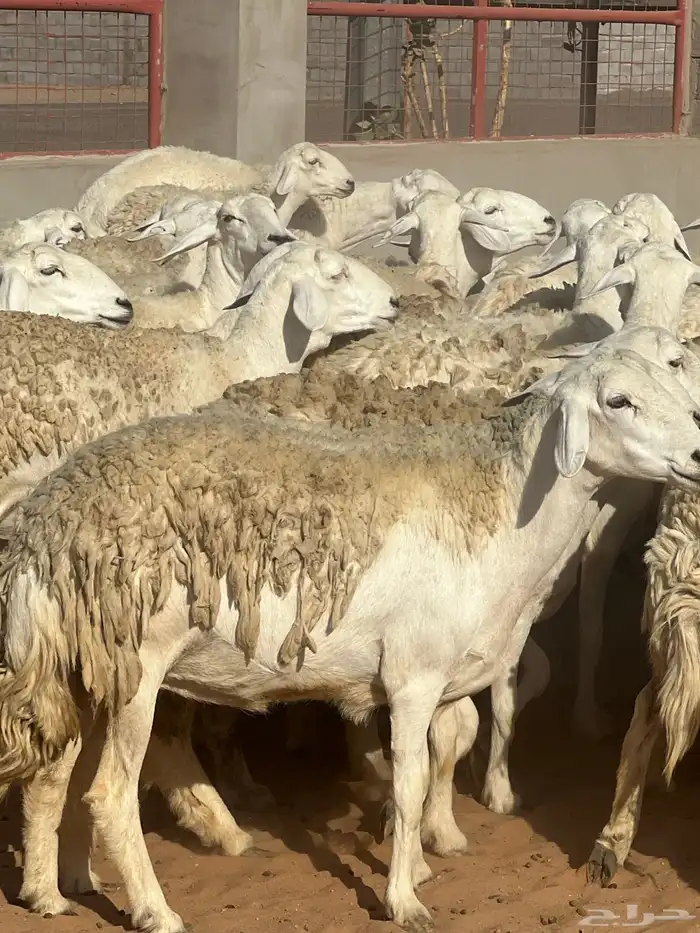 حريات صنف الصنف مراح متعوب عليه 32