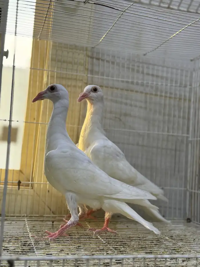 طبات كارير ابيض 2