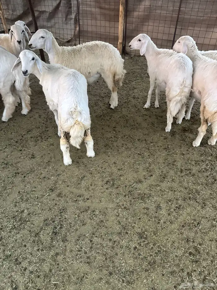 طليان ورخال للبيع 4