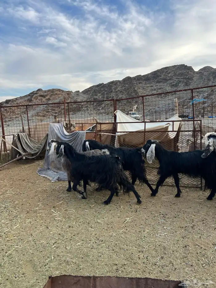 غنم وجفار مراح مضاريع ودفيع 8