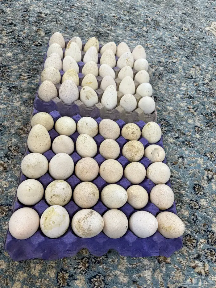 بيض رومي سوبر جامبوا 0