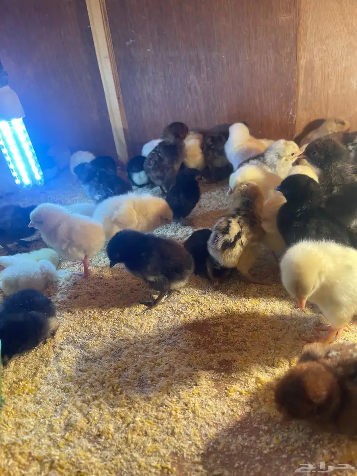 صوص العمر يومين 2