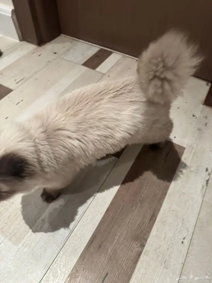 قطوه همالايا عمرها 7 شهور تقريبا بدون مقابل 2