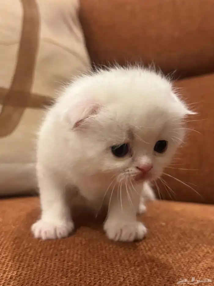 قطه للبيع 10