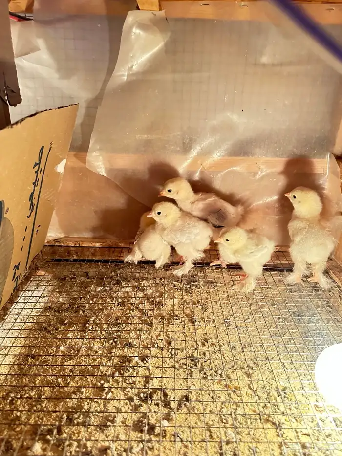 صيصان براهما 6