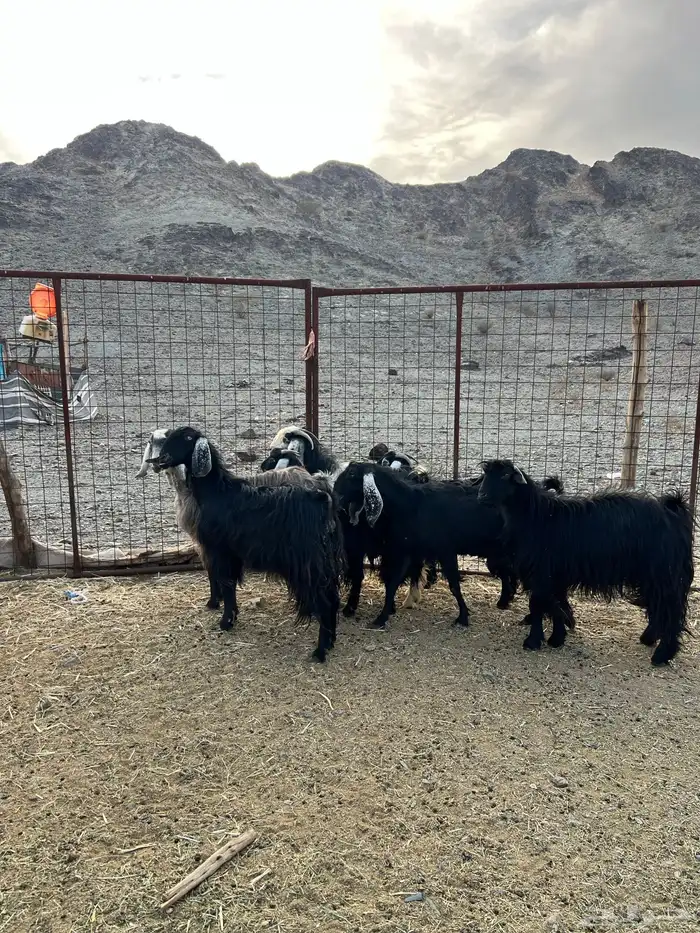 غنم وجفار مراح مضاريع ودفيع 4