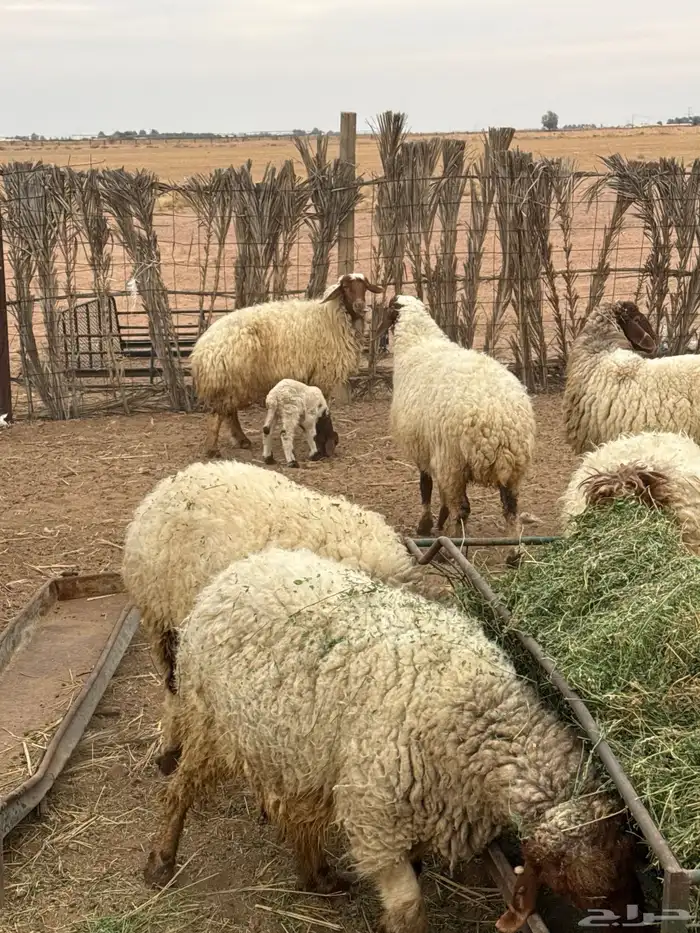 غنم دفيع وحده والد عدد 7 0