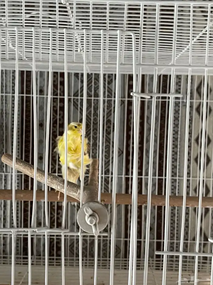 انثى أيراني مفتل بيور العمر سنه 0