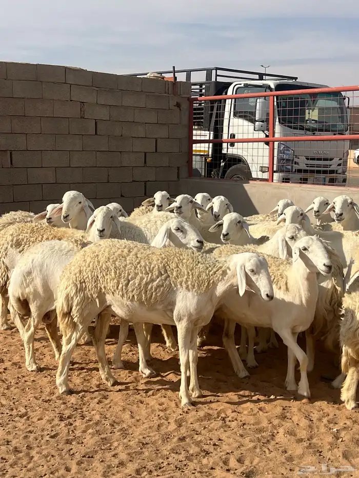 حريات صنف الصنف مراح متعوب عليه 38