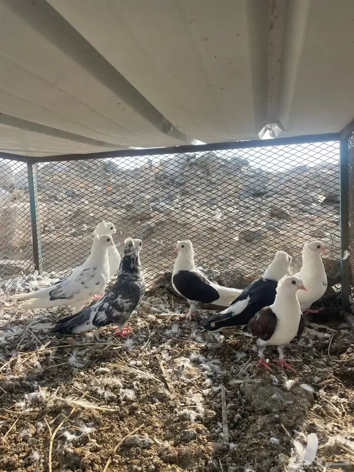 قطايف ولبناني 1