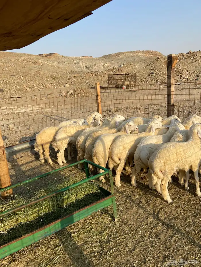 طليان ذبايح مناسبات ذبائح ثلاجه للبيع 1