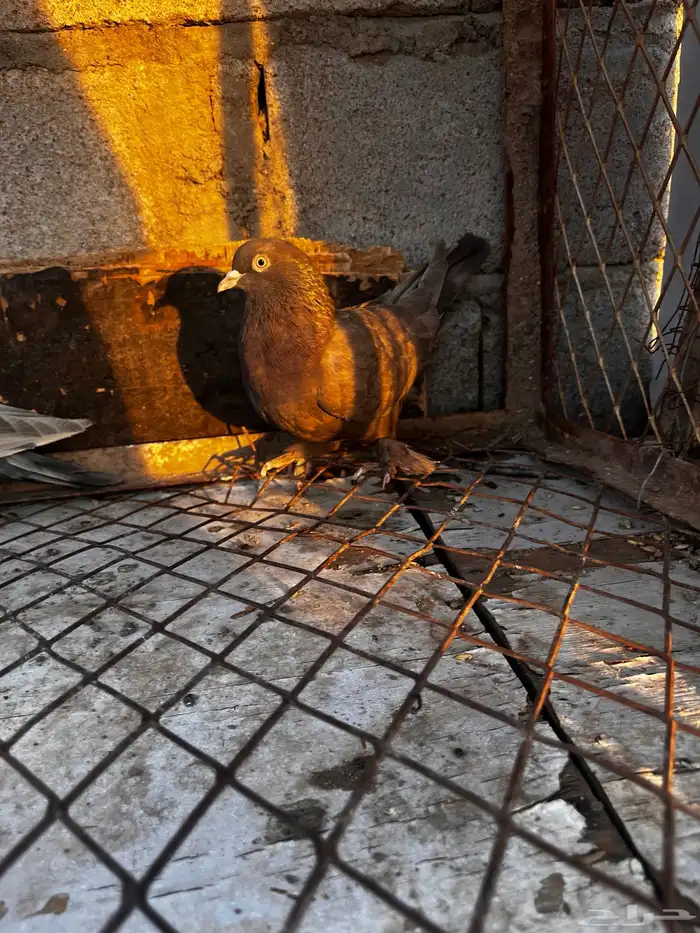 اتراك طحيني للبيع 2