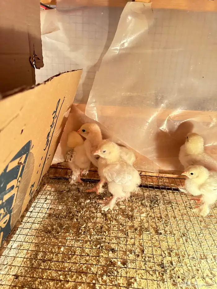 صيصان براهما 5