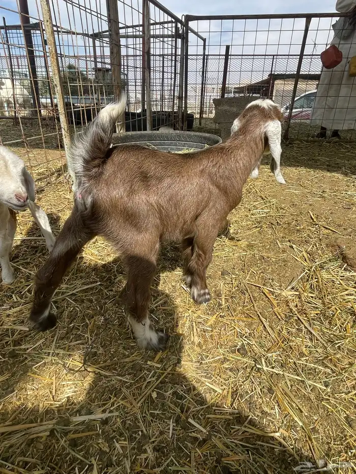 بهم حري بهم دواغير 40