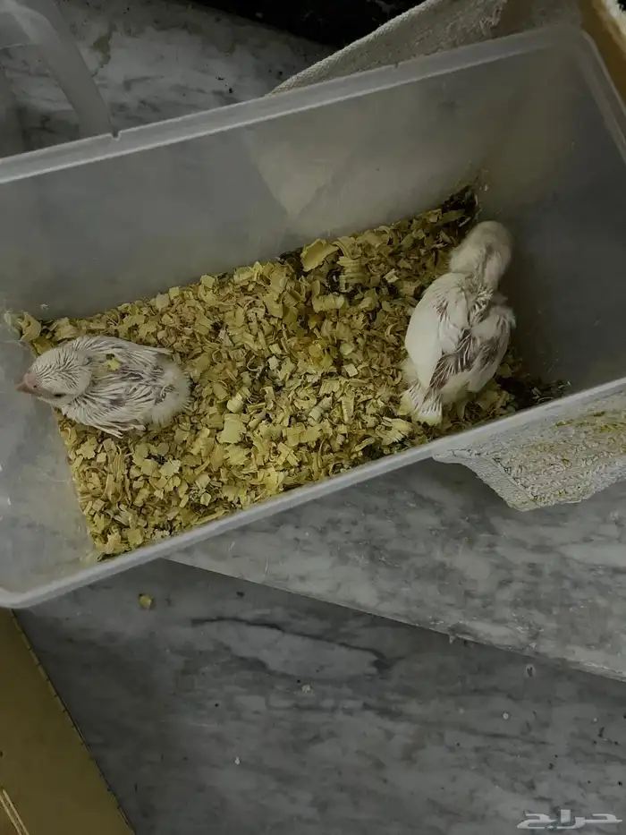 فروخ روز البينو 2