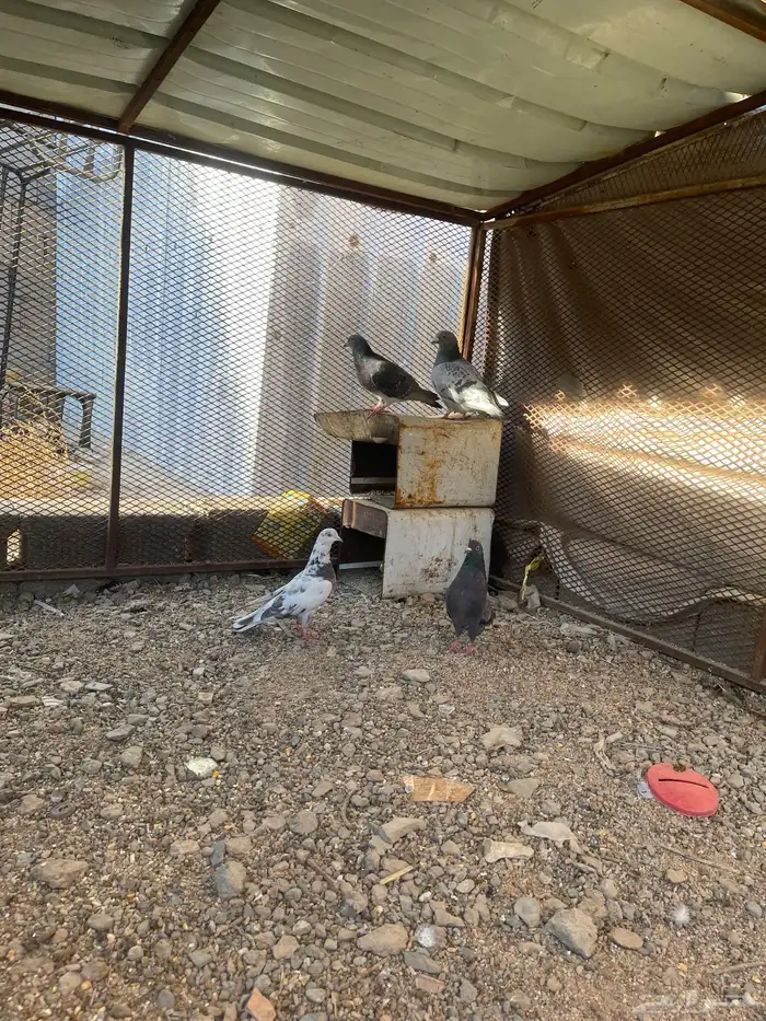 سلام عليكم زوجين حمام للبيع 4