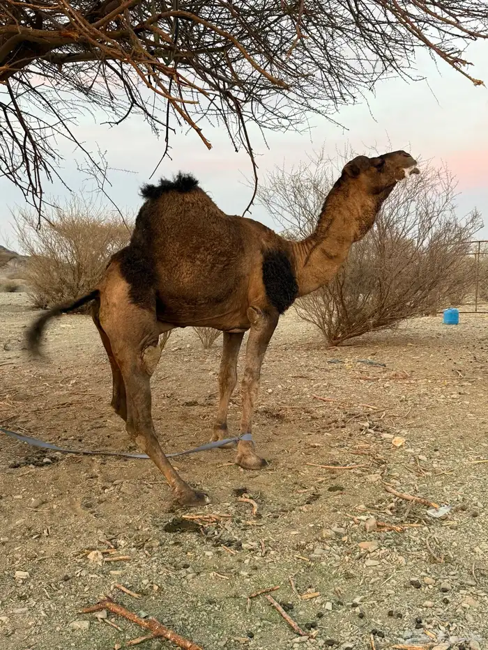 للبيع بعير حمر جرم كايف ضراب وعشار 9