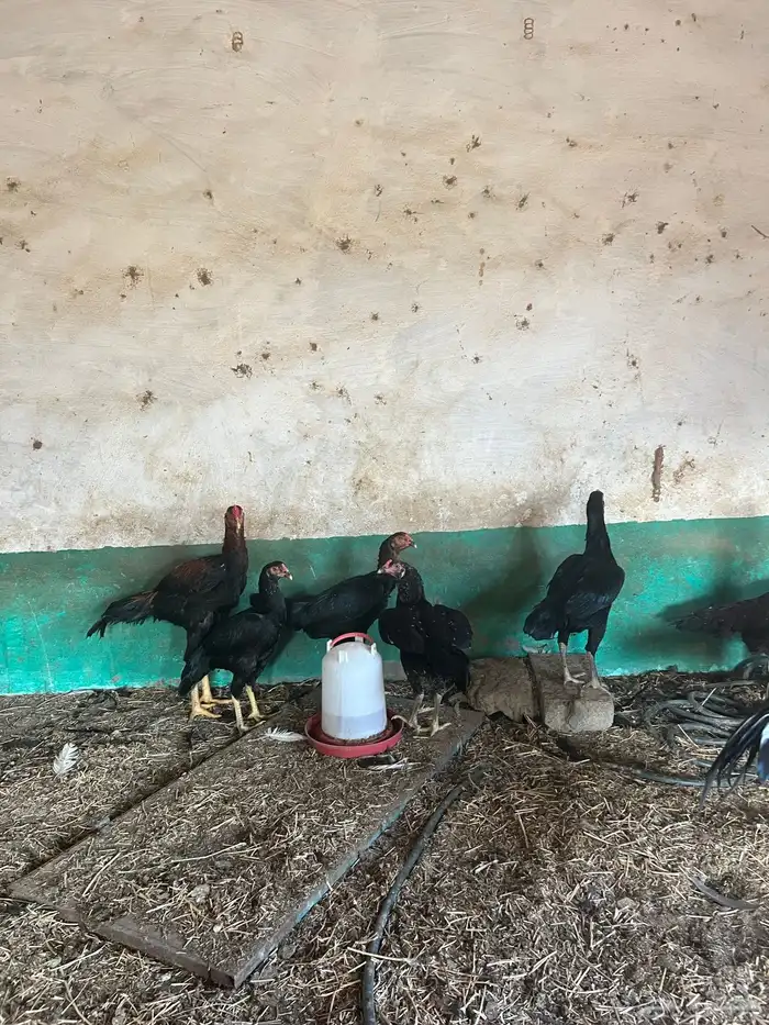 دجاج سندي تب ماشاء الله تبارك الله 4