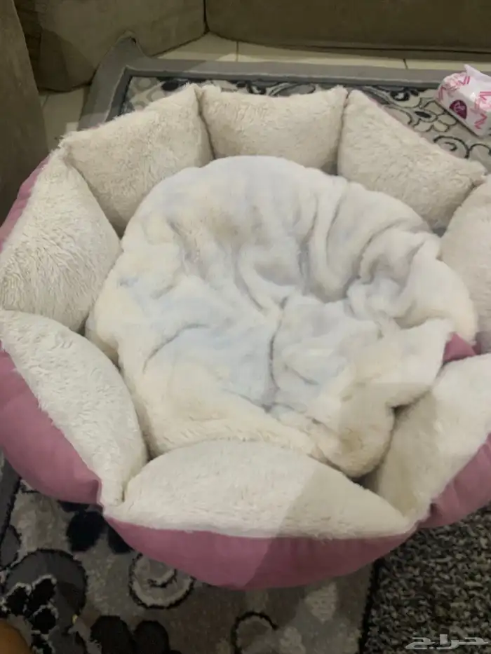 اعرض عليكم بيوت او مجالس سرر للقطط او الكلاب 0