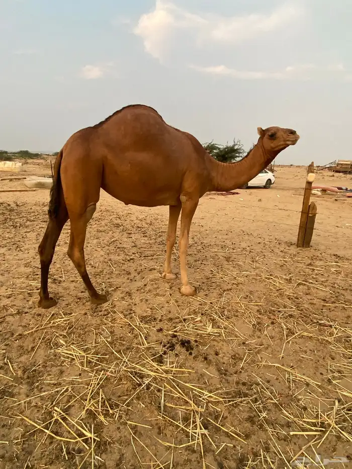 بكره وقعود للبيع 1