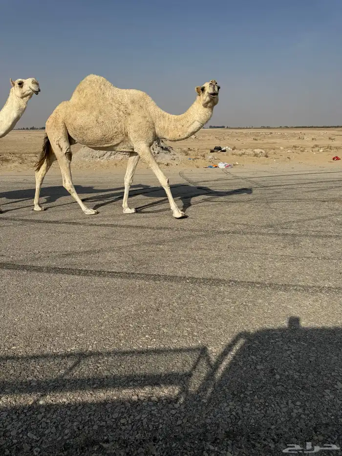 ضروبه وضحا ناقة انتاج 0